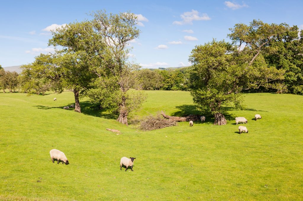 Yorkshire Dales Agricultural Landscape
