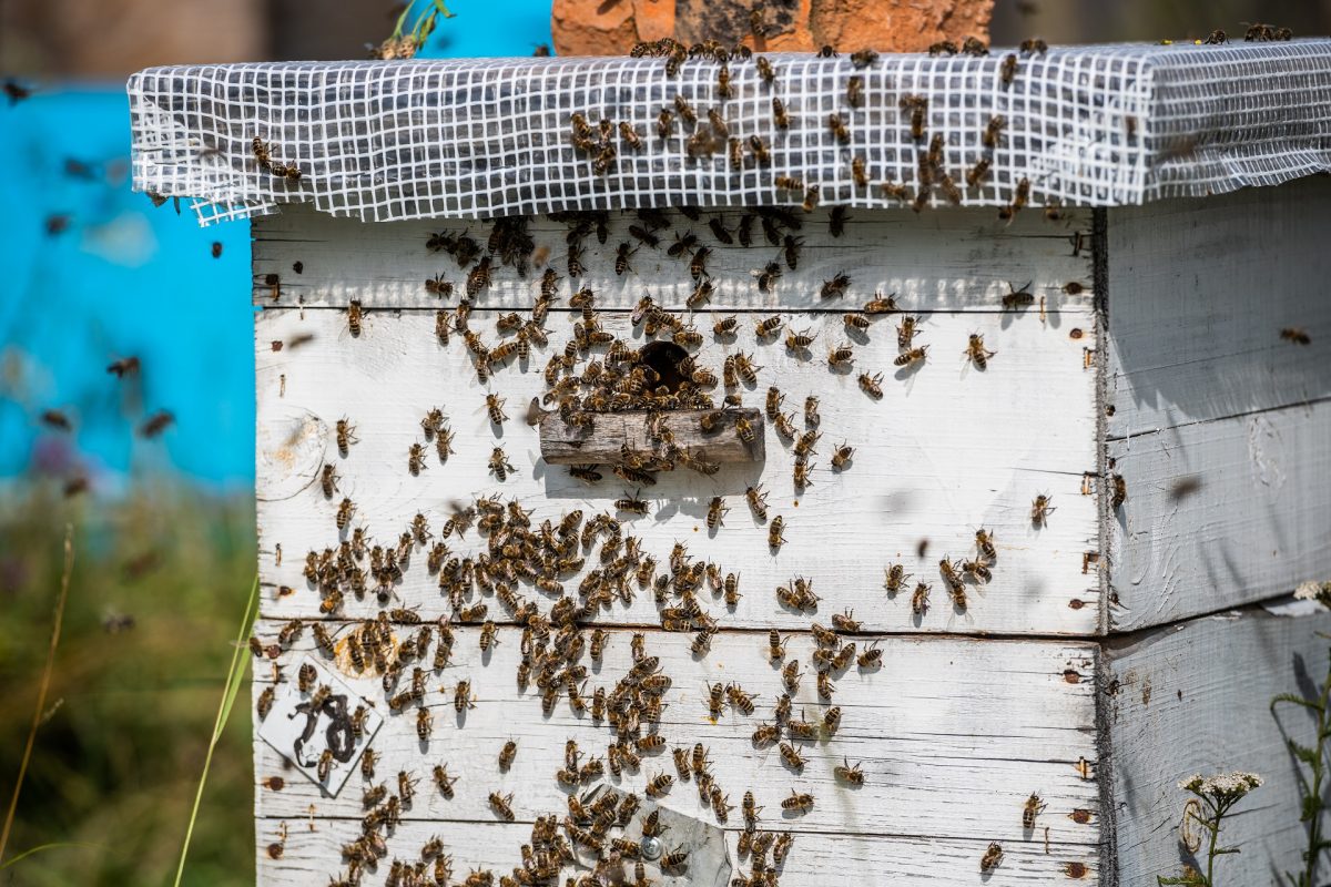 Des abeilles à la ruche. Essaim d'abeilles