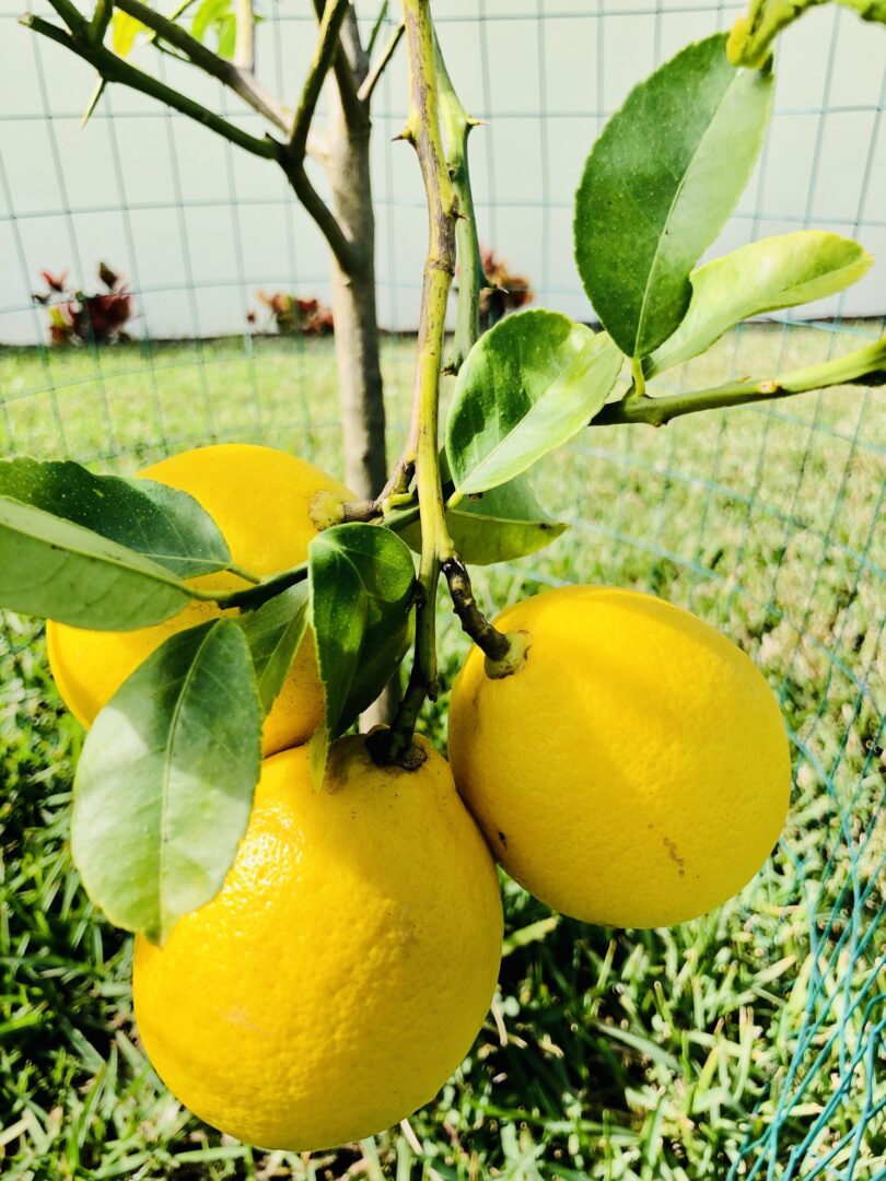 Des citrons frais sur un citronnier.
