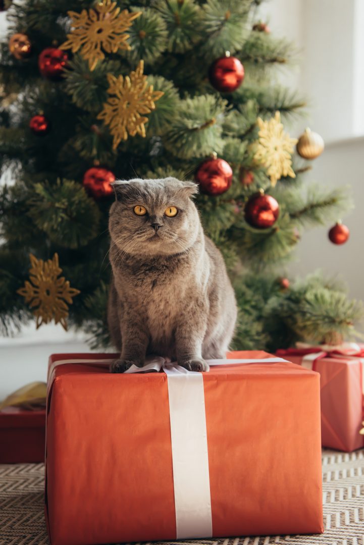 Chat gris écossais assis sur un cadeau