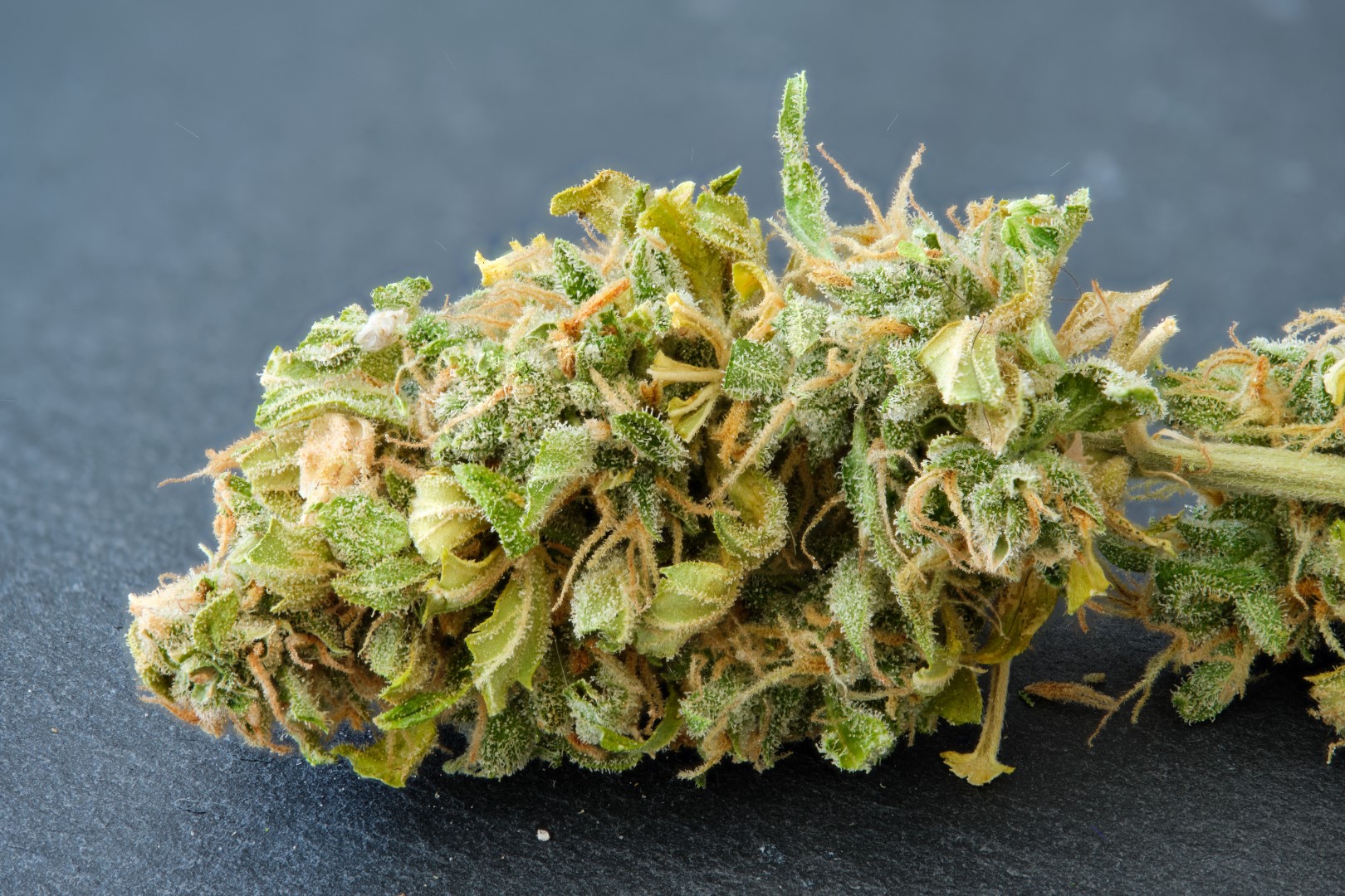 fleur femelle de cannabis