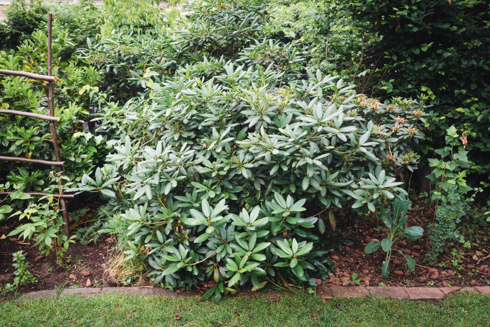 Rhododendron dans le jardin